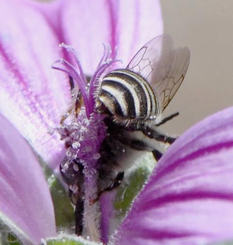 Réf. 260 373 : Tetralonia malvae